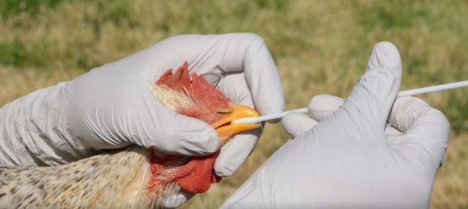Notificación medidas frente a Influenza aviar.